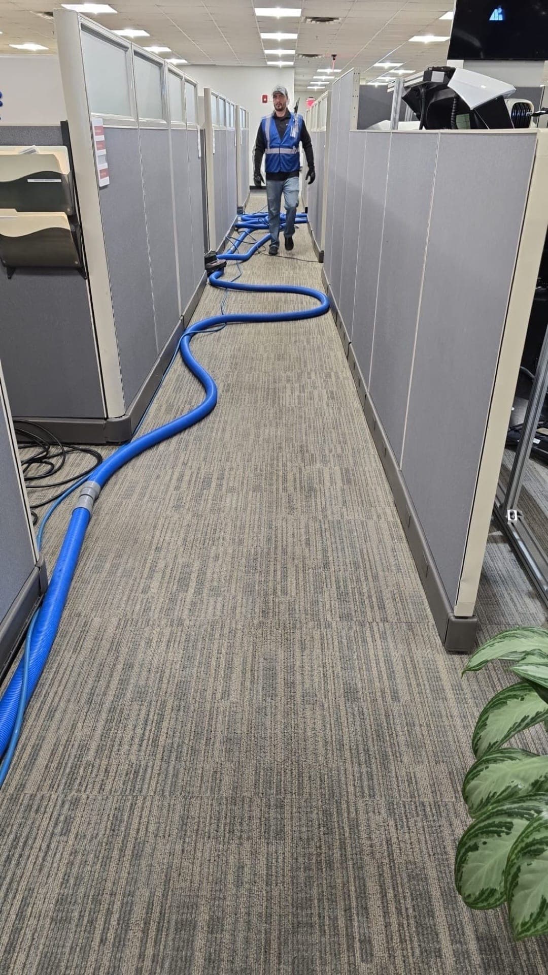 Same office cubicle aisle after professional extraction, MFS crew member in blue vest