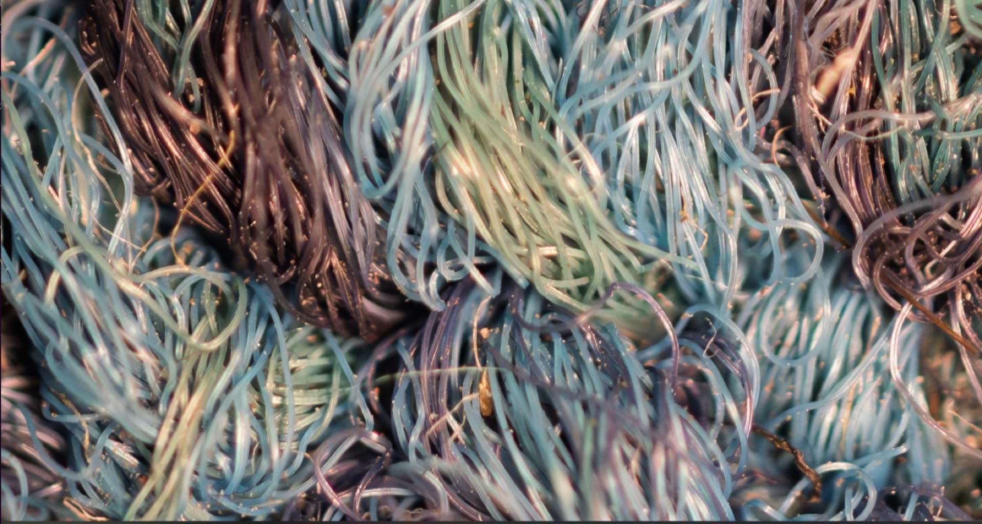 Macro view of commercial carpet fibers showing embedded soil between fibers