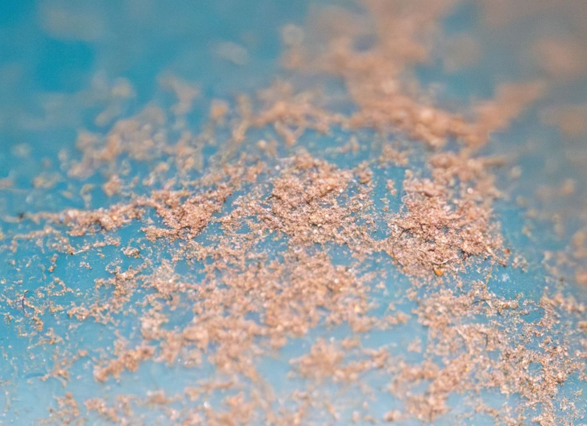 Debris and soil extracted from commercial carpet during professional hot water extraction